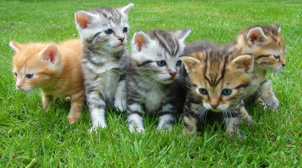 kittens-cat-cat-puppy-rush-45170-45170 A group of five cute kittens exploring and playing on lush green grass outdoors.